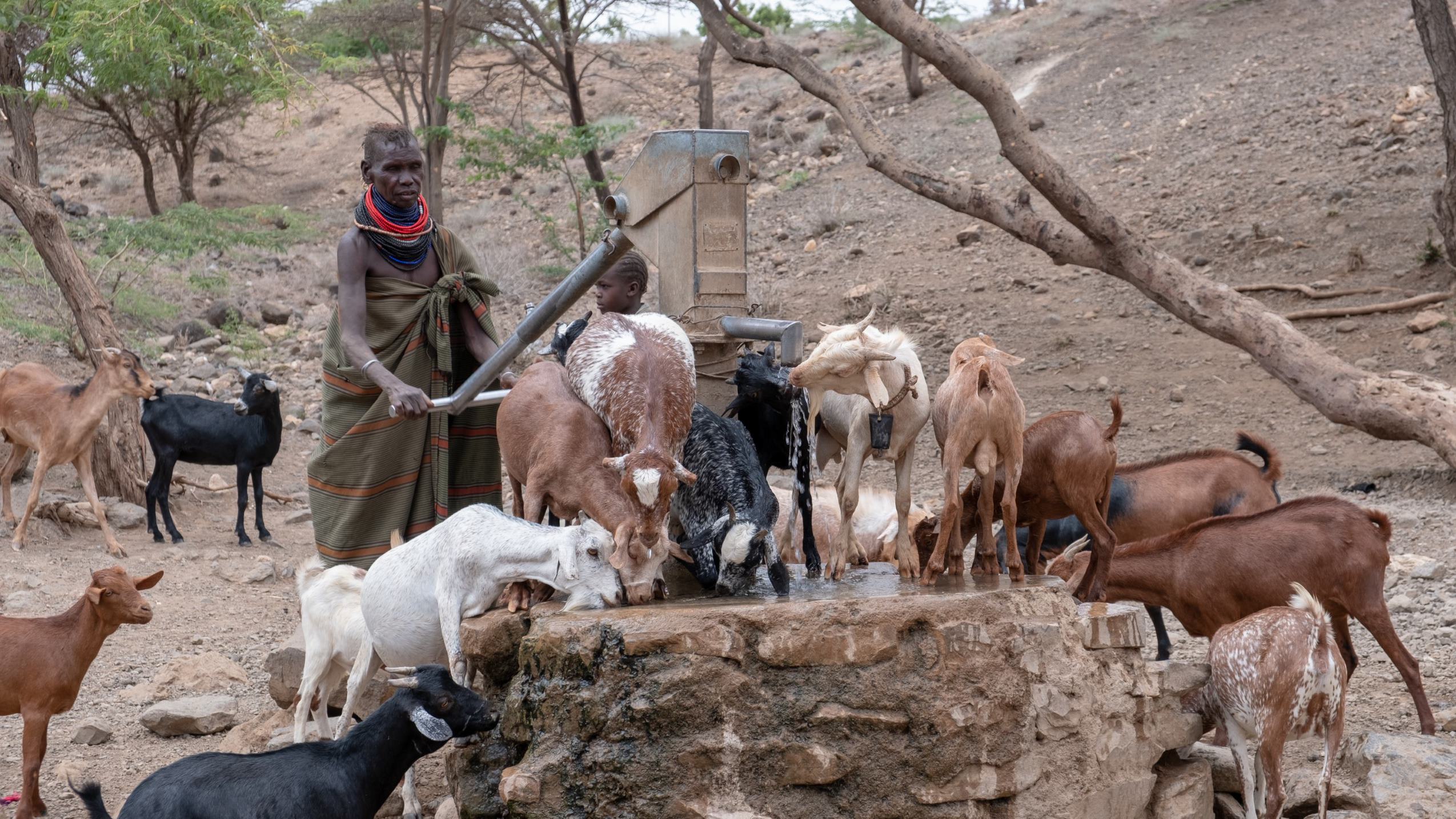 An elderly lady pumping water for her goats at a borehole. The water is too saline for human consumption.