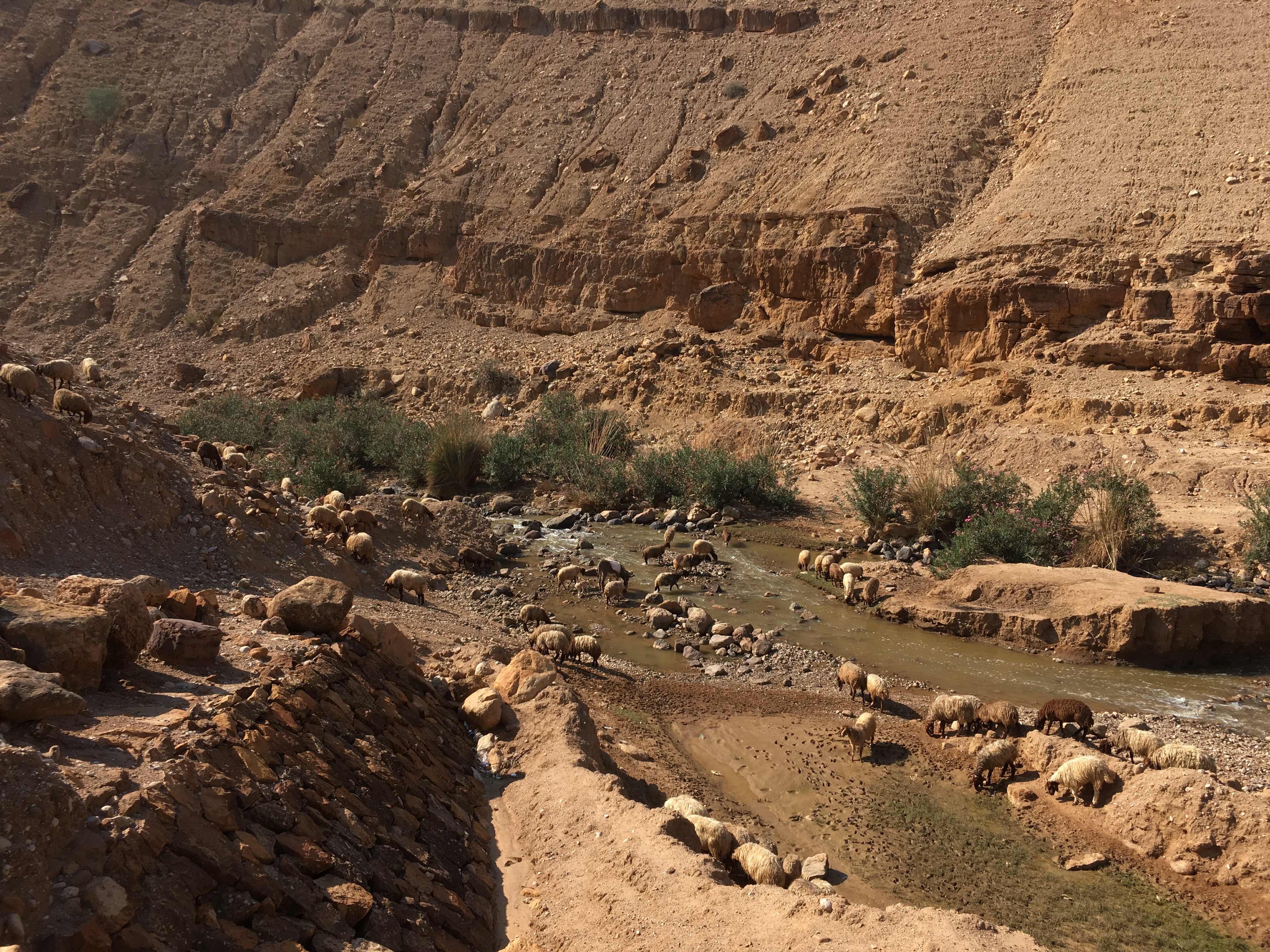 Sheep at a river in Jordan