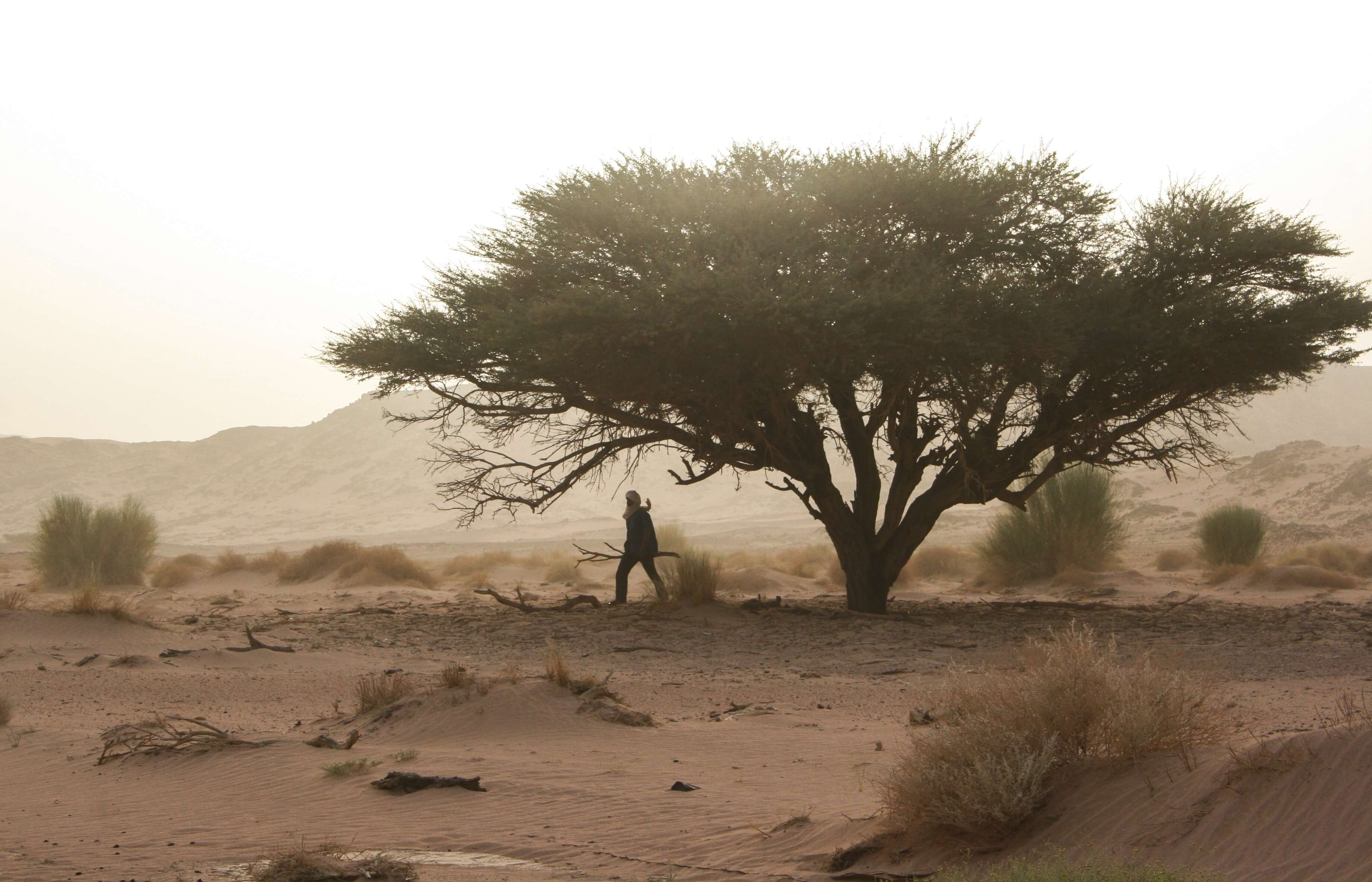 Tuareg underneath tree