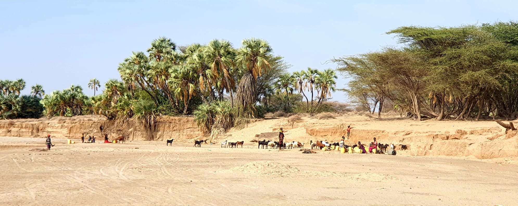 Turkana area with goats and people