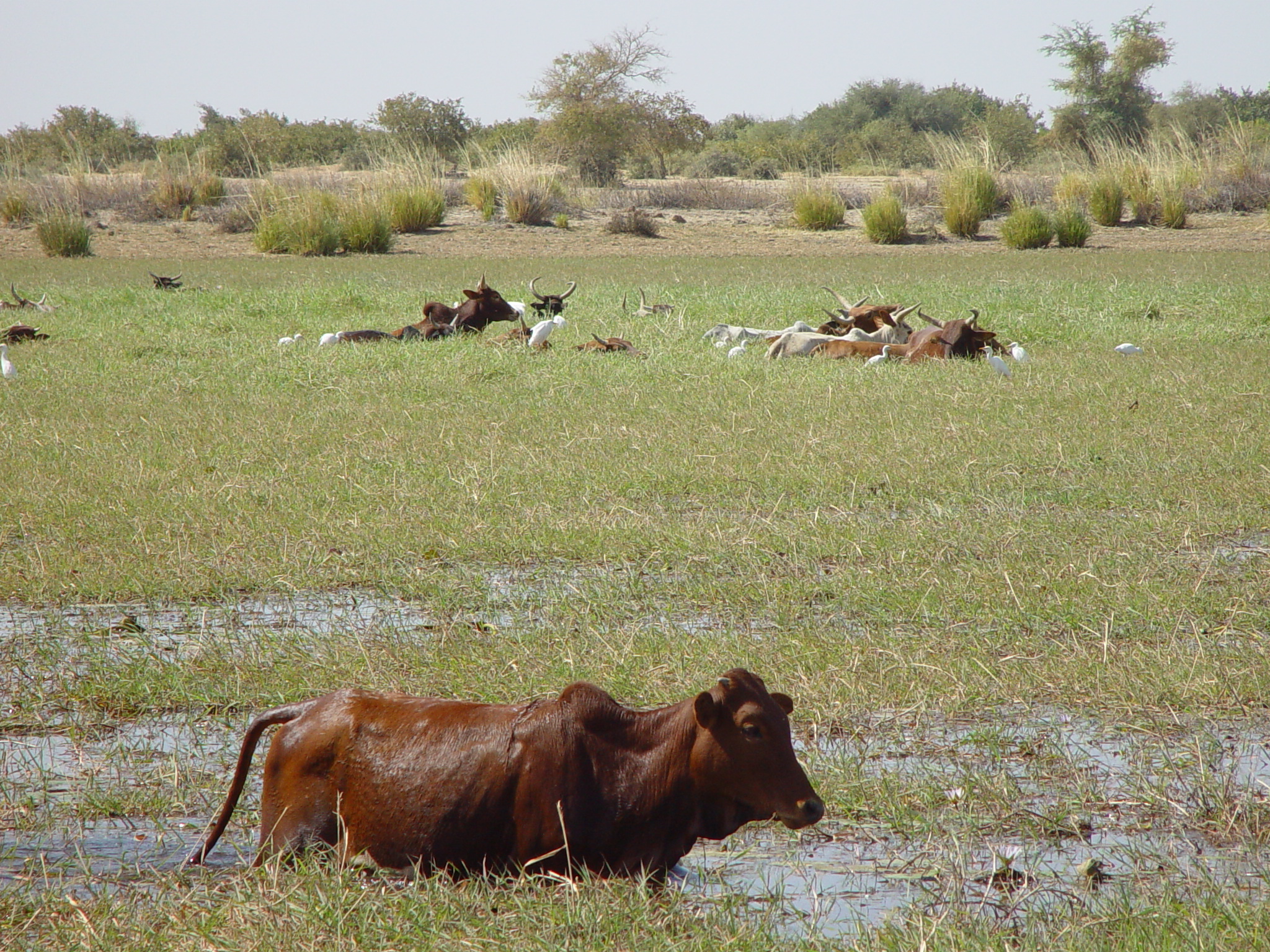 Cattle in Mali